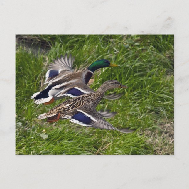Tarjeta postal de Mallards Flying (Anverso)