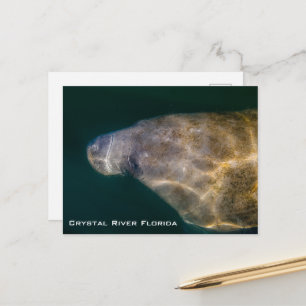 Tarjeta postal de Manatí Crystal River Florida