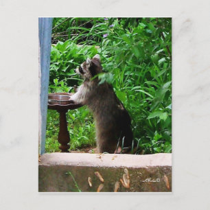 Tarjeta postal de mapache lindo comiendo en comede