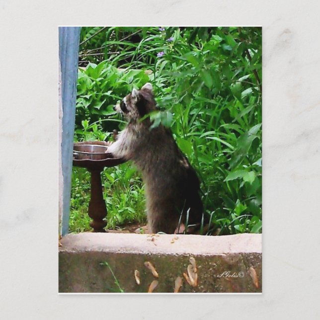 Tarjeta postal de mapache lindo comiendo en comede (Anverso)