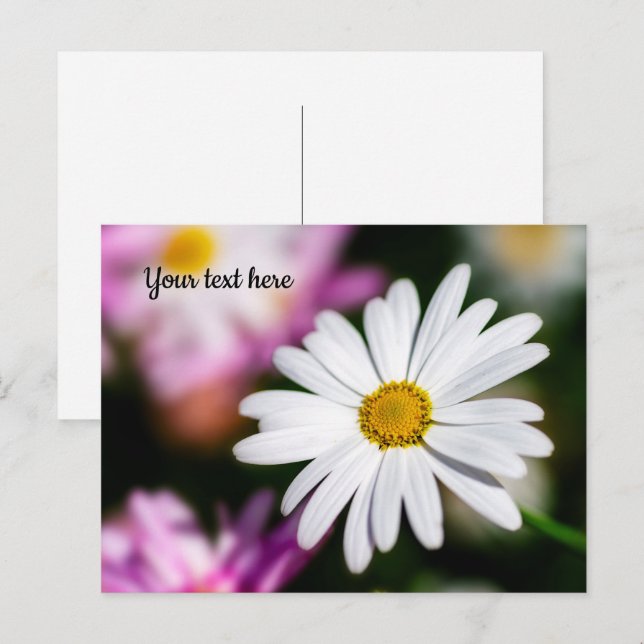 Tarjeta postal de margarita blanca única (Anverso / Reverso)