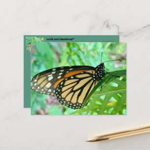 Tarjeta postal de mariposa