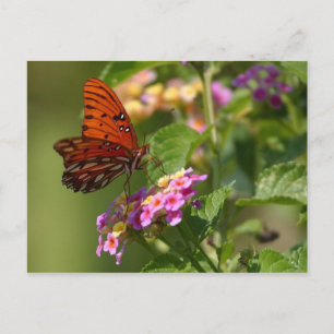 tarjeta postal de mariposa