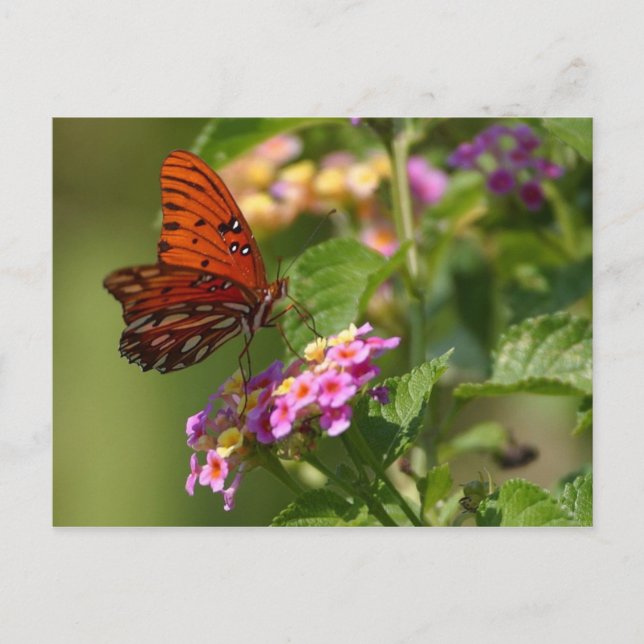 tarjeta postal de mariposa (Anverso)