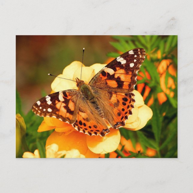 Tarjeta postal de mariposa en flores amarillas (Anverso)