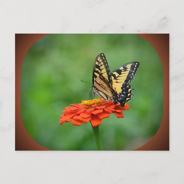 Tarjeta postal de mariposa en zinnia (Anverso)