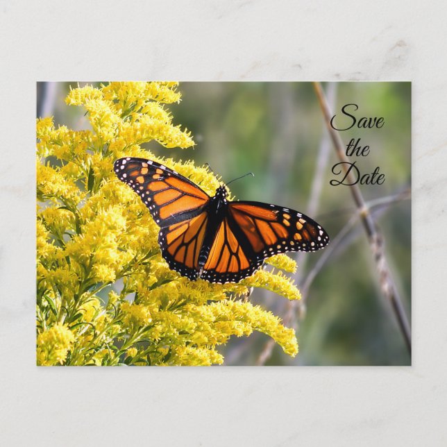 Tarjeta Postal de Mariposa Monarca para Guardar la (Anverso)