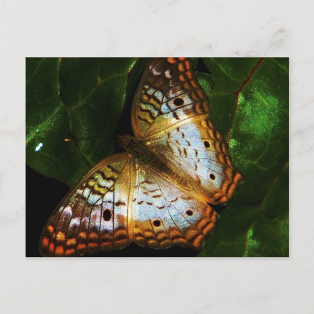 tarjeta postal de mariposa pavo real (Anverso)