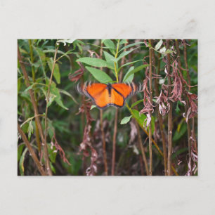 Tarjeta postal de mariposa revoloteando en juncos