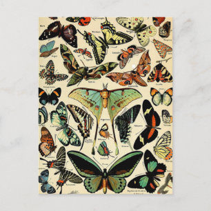 Tarjeta postal de mariposas de Adolphe Millot