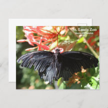 Tarjeta postal de mariposas del zoológico de St. L