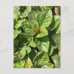 Tarjeta postal de mariquita en el parque