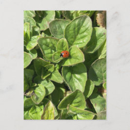 Tarjeta postal de mariquita en el parque