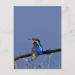 Tarjeta Postal de Martín Pescador