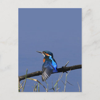 Tarjeta Postal de Martín Pescador