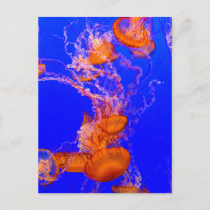 Tarjeta postal de medusa naranja Arte de vida ma