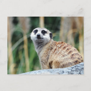 Tarjeta postal de Meercat