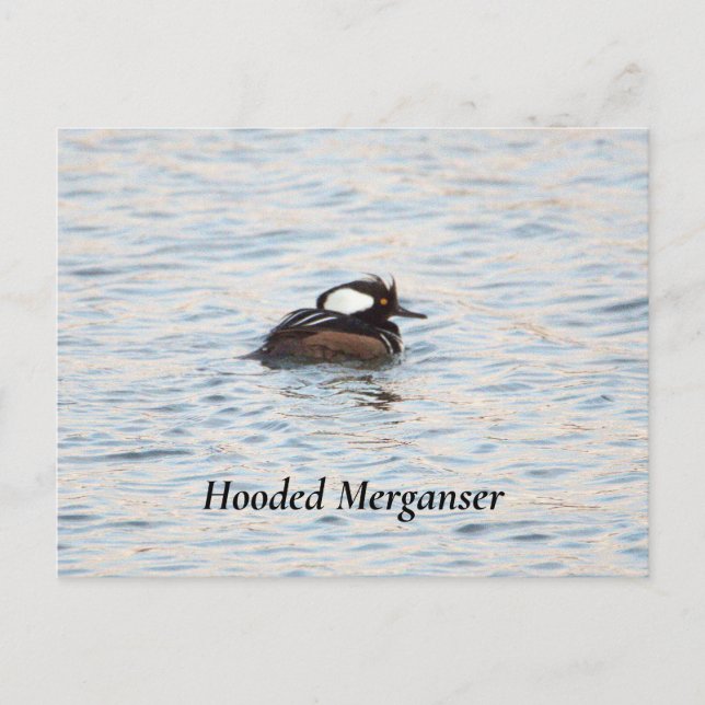 Tarjeta postal de merganser capuchino (Anverso)