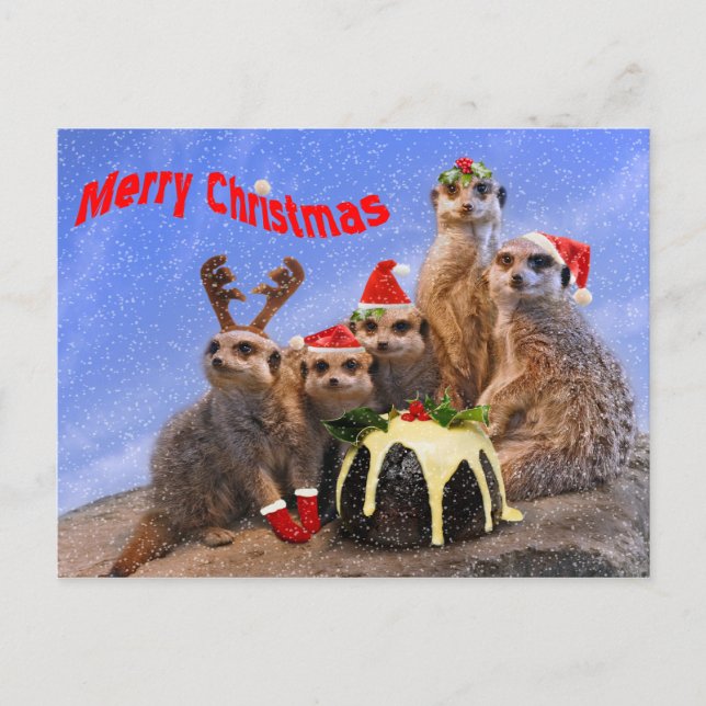 Tarjeta postal de Merry Meerkats (Anverso)