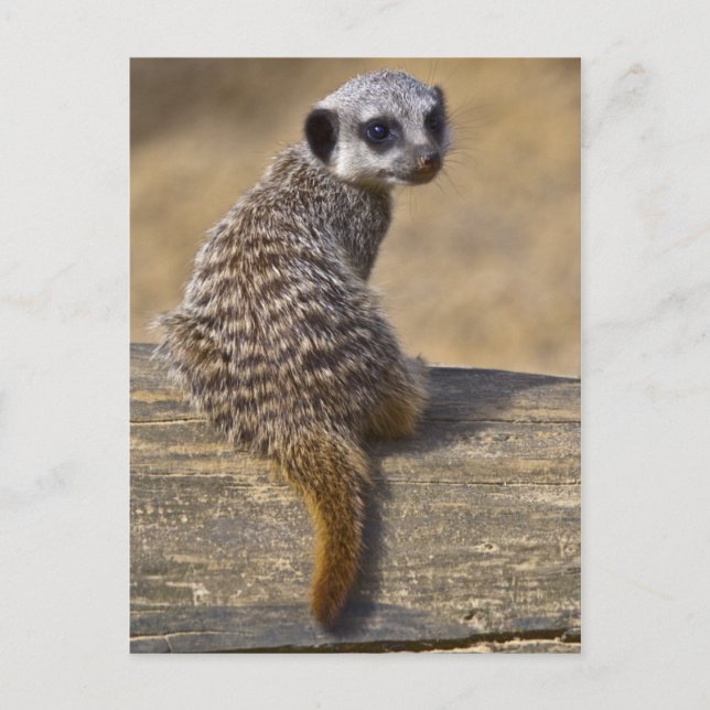 Tarjeta postal de Mini Kat (Anverso)
