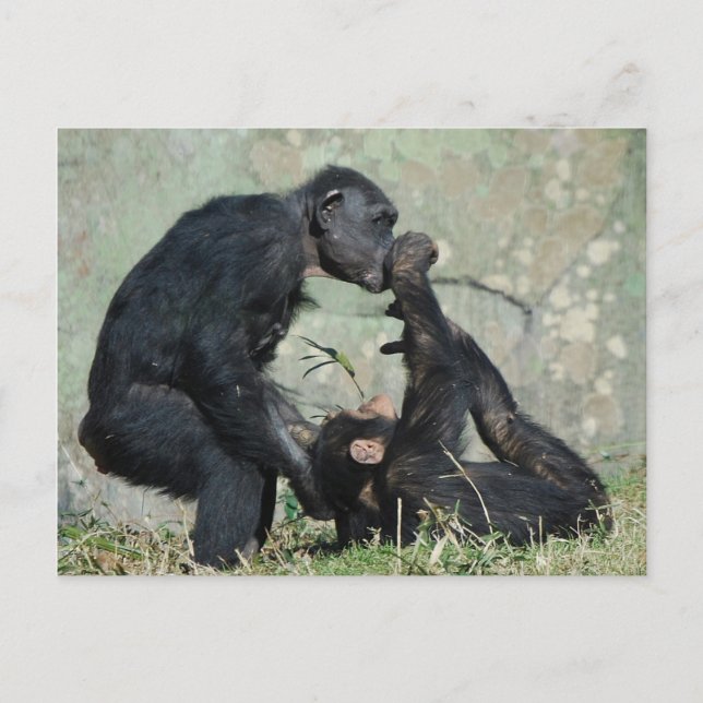 Tarjeta postal de mono (Anverso)