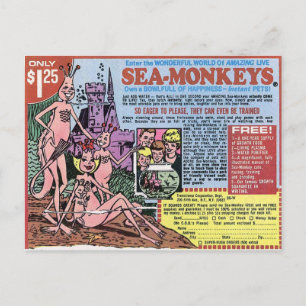 Tarjeta postal de monos marinos