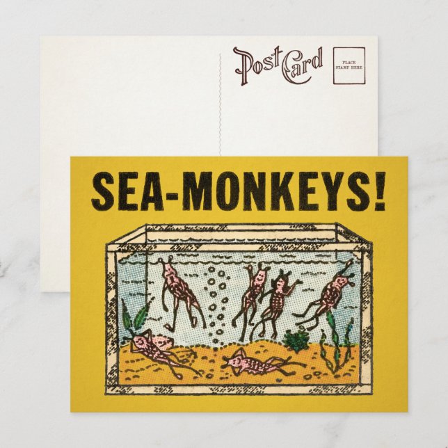 Tarjeta postal de monos marinos de época  (Anverso / Reverso)