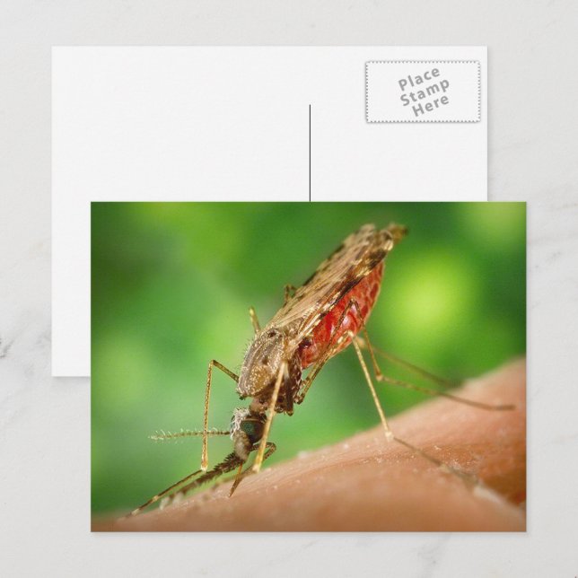 Tarjeta postal de mosquito lleno de sangre (Anverso / Reverso)