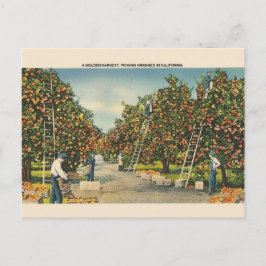 Tarjeta postal de Naranjas de California de Vintag