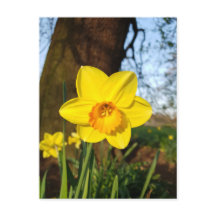 Tarjeta postal de narciso en el parque