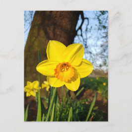 Tarjeta postal de narciso en el parque