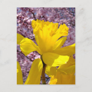 Tarjeta postal de narciso Flores de floración rosa