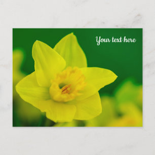 Tarjeta postal de narcisos