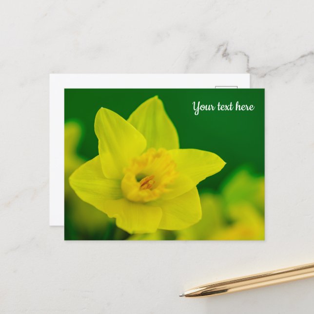 Tarjeta postal de narcisos (Anverso/Reverso In Situ)