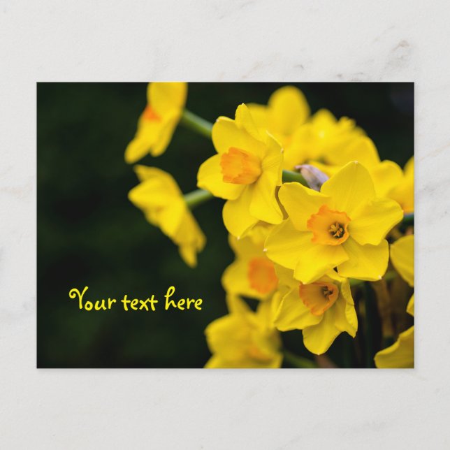 Tarjeta postal de narcisos (Anverso)