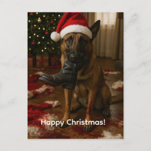 Tarjeta postal de Navidad de Malinois belga que se