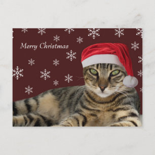 Tarjeta postal de Navidades de gatos de tabby.