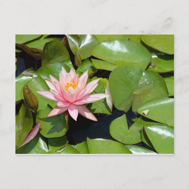 Tarjeta postal de nenúfar rosa (Anverso)