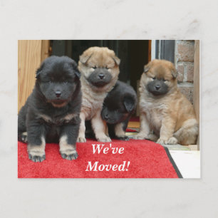 Tarjeta postal de nueva dirección de Spaniel Tibet