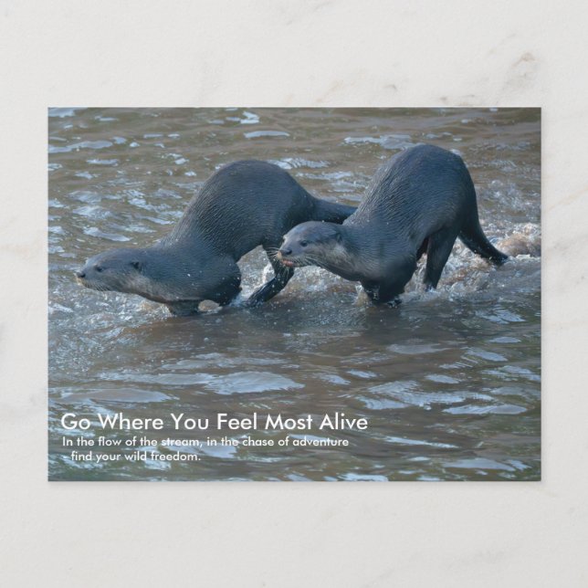 Tarjeta postal de nutrias de pelaje liso (Anverso)