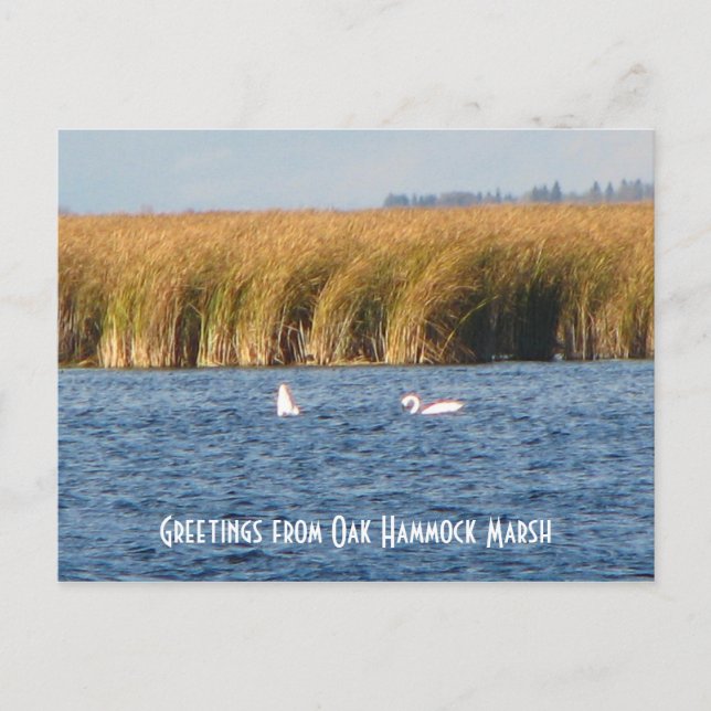Tarjeta postal de Oak Hammock Marsh (Anverso)