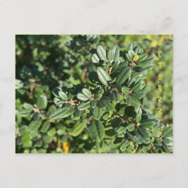 TARJETA POSTAL DE OCTUBRE