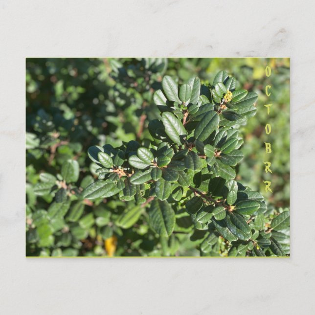 TARJETA POSTAL DE OCTUBRE (Anverso)