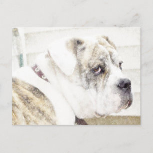 Tarjeta postal de Olde English Bulldogge