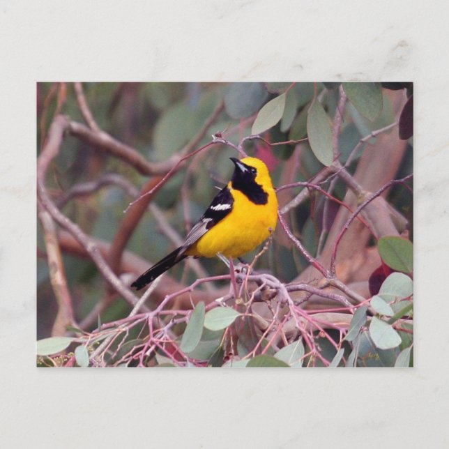Tarjeta postal de Oriole (Anverso)