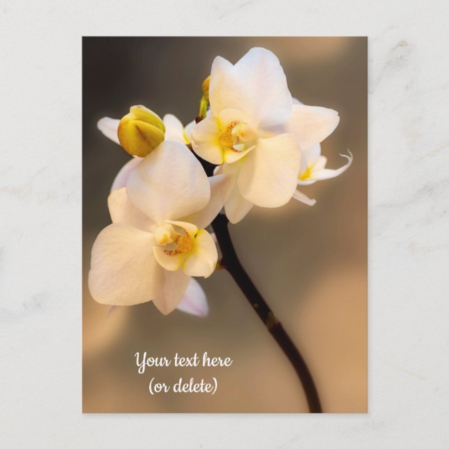 Tarjeta postal de orquídea blanca (Anverso)