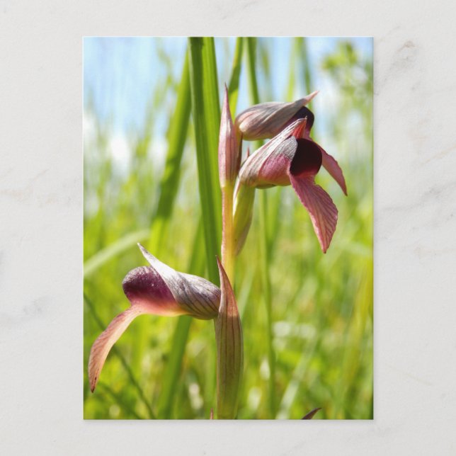 Tarjeta postal de orquídea lengua (Anverso)