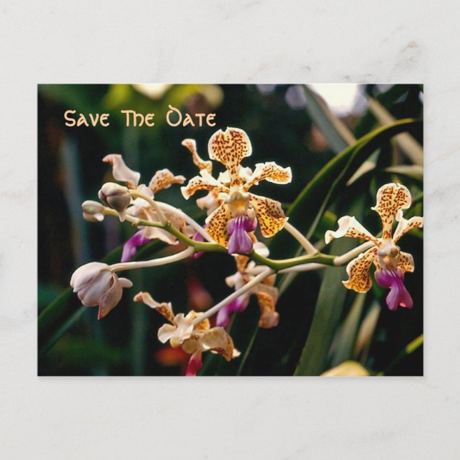 Tarjeta Postal de Orquídea Salvaje para Guardar la (Anverso)