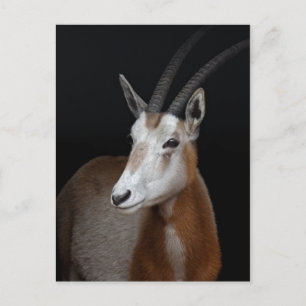 Tarjeta postal de Oryx