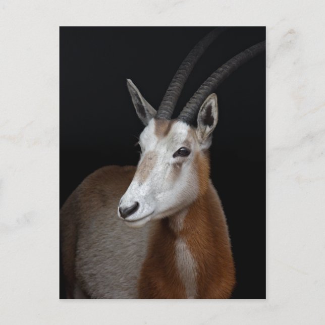 Tarjeta postal de Oryx (Anverso)